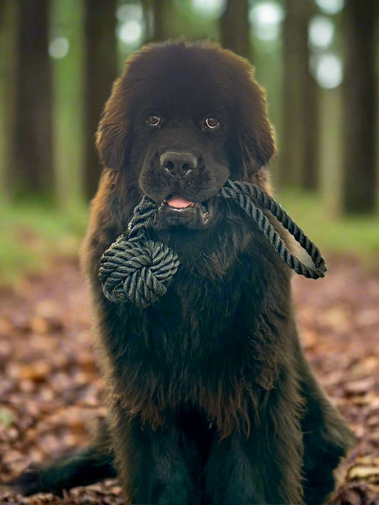 Knot & Loop Tug Toy